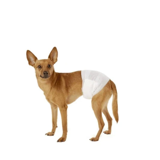Absorbent Pet Pee Diaper Male - Large