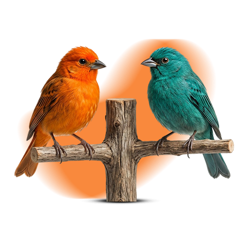 Birds