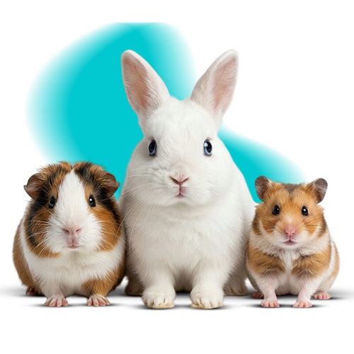 Small Animals